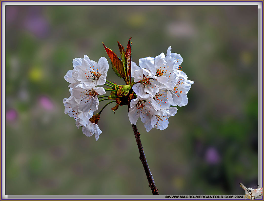 08-Merisier-15-02254-HF-300-D